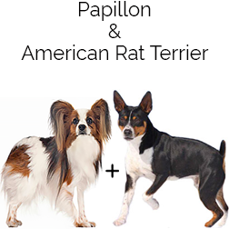 Rat-A-Pap Dog